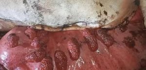 PELAYANAN KESWAN PENANGANAN KASUS PROLAPSUS UTERI