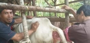 TINGKATKAN POPULASI TERNAK DISNAKESWAN LAKSANAKAN SINKRONISASI ESTRUS, INSEMINASI BUATAN DAN PEMERIKSAAN KEBUNTINGAN DI KECAMATAN CIRINTEN DAN MALINGPING