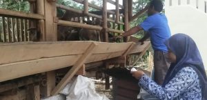 VAKSINASI PENYAKIT MULUT & KUKU ( PMK ) KECAMATAN CIBADAK, CILELES DAN MALINGPING