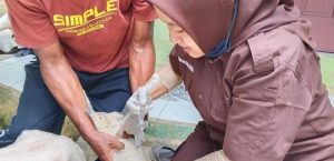 VAKSINASI PMK KECAMATAN CURUGBITUNG DAN SAJIRA