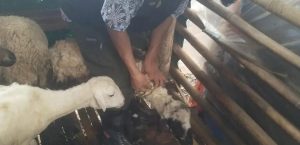 CEGAH PMK  DISNAKESWAN GENCARKAN VAKSINASI PMK PADA KAMBING/DOMBA KECAMATAN CIBADAK & KALANGANYAR