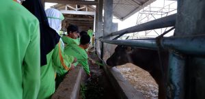 JADI TEMPAT EDUKASI PETERNAKAN UPTD PERBIBITAN DISNAKESWAN TERIMA KUNJUNGAN SISWA SEKOLAH DASAR SD INSAN KARIMA RANGKASBITUNG