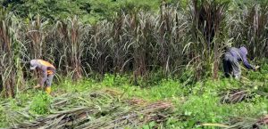 PANEN PAKCHONG SI JANGKUNG YANG BISA TUMBUH HINGGA 5 METER KEBUN RUMPUT UPTD PERBIBITAN – SUKADAYA CIKULUR