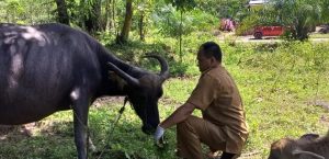 PELAYANAN KESWAN PENGOBATAN HELMINTHIASIS ( CACINGAN )
