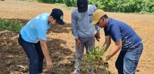 TANAM RUMPUT BD ( BRACHIARIA DECUMBENS ) DISNAKESWAN SIAP MERINTIS PADANG PENGEMBALAAN DI KECAMATAN CIMARGA