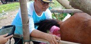 PELAYANAN KESEHATAN KUDA DI DESA DARMASARI – KECAMATAN BAYAH
