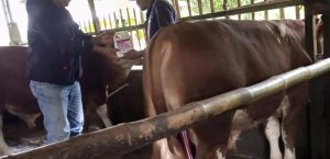 WASPADA PENYAKIT MULUT & KUKU DISNAKESWAN TERUS LAKSANAKAN PEMERIKSAAN KESEHATAN TERNAK & KOMUNIKASI,INFORMASI, EDUKASI ( KIE ) KEPADA PELAKU USAHA PETERNAKAN