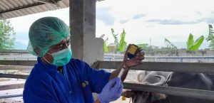 MANTRI TANI DESA ANTUSIAS MENGIKUTI PELATIHAN TEMATIK TERNAK RUMINANSIA BESAR DI UPTD PERBIBITAN – BOJONGLELES