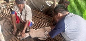 VAKSINASI PMK KECAMATAN SAJIRA, CIMARGA, BAYAH, CIHARA DAN MALINGPING