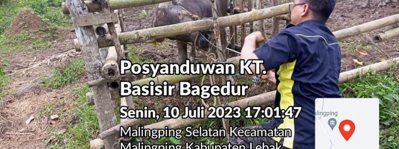 TINGKATKAN DERAJAT KESEHATAN TERNAK UPT PUSAT KESEHATAN HEWAN MENGGELAR POSYANDUWAN DI KECAMATAN MALINGPING DAN WANASALAM