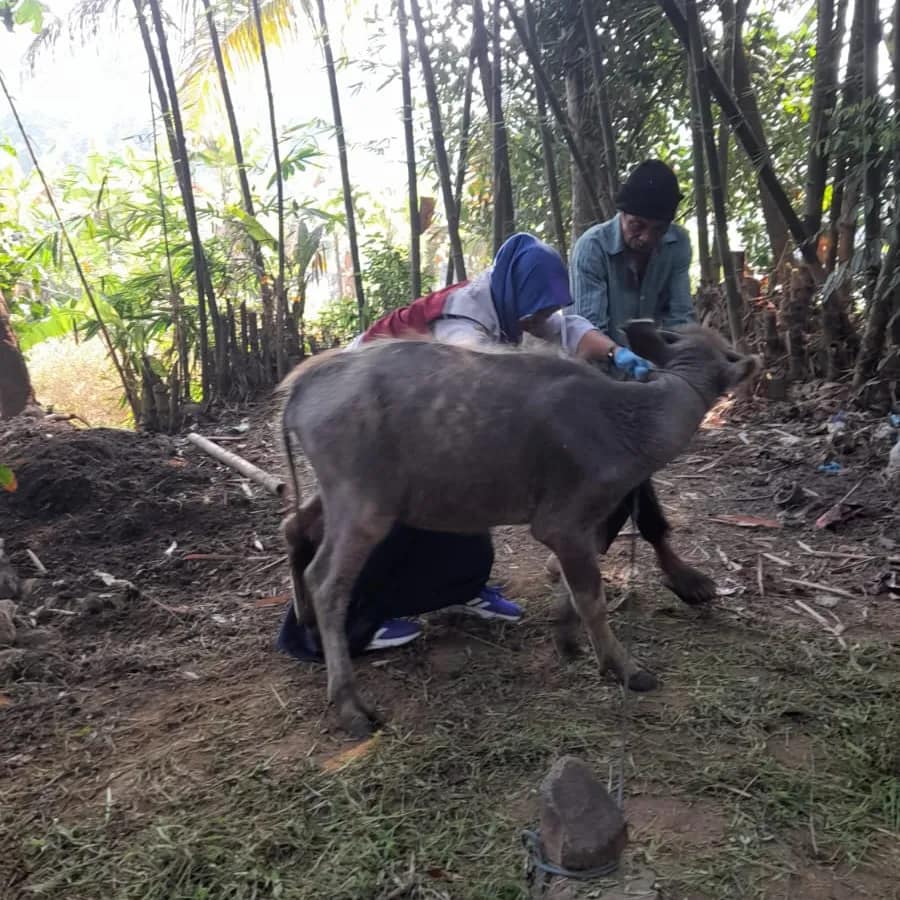 Malingping PELAYANAN KESEHATAN HEWAN KECAMATAN MALINGPING DAN WARUNGGUNUNG – Dinas ...