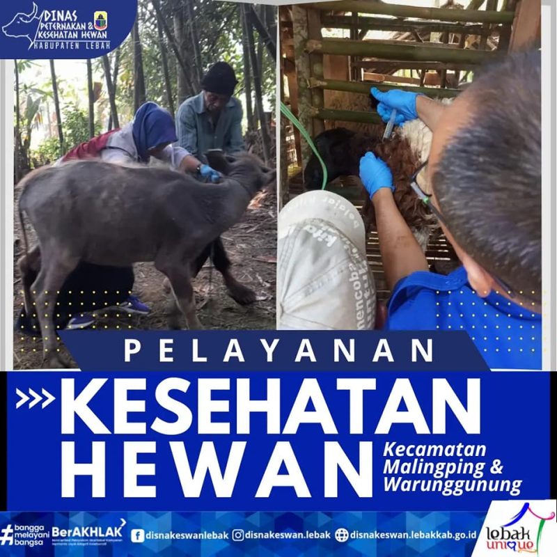 Malingping PELAYANAN KESEHATAN HEWAN KECAMATAN MALINGPING DAN WARUNGGUNUNG – Dinas ...