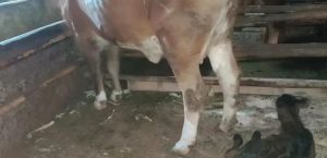 KELAHIRAN SAPI ANGUS HASIL INSEMINASI BUATAN DESA MUARA KECAMATAN WANASALAM