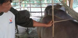 PENGUKURAN PENILAIAN TERNAK RUMINANSIA DALAM RANGKA PENERBITAN SURAT KETERANGAN LAYAK BIBIT DI DESA NAMENG & PABUARAN KECAMATAN RANGKASBITUNG