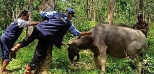 TINGKATKAN DERAJAT KESEHATAN TERNAK UPT PUSAT KESEHATAN HEWAN MENGGELAR POSYANDUWAN DI DESA CIHUJAN KECAMATAN CIJAKU