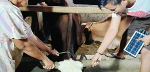 INSEMINASI BUATAN ( IB ) PADA TERNAK SAPI KECAMATAN BANJARSARI & GUNUNG KENCANA