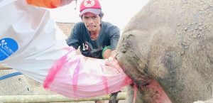 PELAYANAN KESEHATAN HEWAN KECAMATAN CIJAKU & KECAMATAN MALINGPING