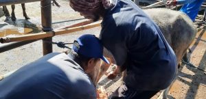 GIAT UPTD PEMBIBITAN PENCEGAHAN HELMINTHIASIS MELALUI PEMBERIAN OBAT CACING PADA TERNAK KERBAU