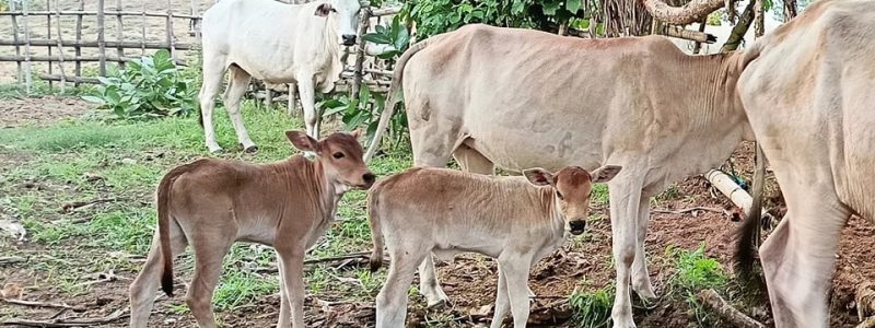 KELAHIRAN SAPI HASIL INSEMINASI BUATAN DESA CIPEDANG KECAMATAN MALINGPING