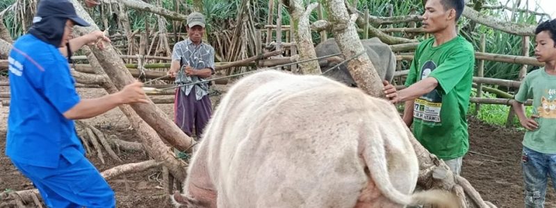 TINGKATKAN DERAJAT KESEHATAN TERNAK UPT PUSAT KESEHATAN HEWAN MENGGELAR POSYANDUWAN DI DESA WANASALAM KECAMATAN WANASALAM