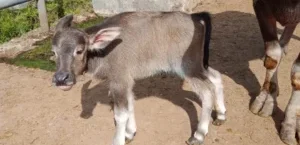 𝙆𝙀𝙇𝘼𝙃𝙄𝙍𝘼𝙉 𝙆𝙀𝙍𝘽𝘼𝙐 𝘿𝙄 𝙐𝙋𝙏𝘿 𝙋𝙀𝙍𝘽𝙄𝘽𝙄𝙏𝘼𝙉 🐃