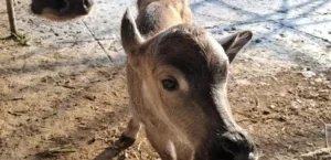 𝙆𝙀𝙇𝘼𝙃𝙄𝙍𝘼𝙉 𝙆𝙀𝙍𝘽𝘼𝙐 𝘿𝙄 𝙐𝙋𝙏𝘿 𝙋𝙀𝙍𝘽𝙄𝘽𝙄𝙏𝘼𝙉 🐃