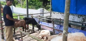 PENGAWASAN HEWAN KURBAN — CEK SEHAT, BUKAN SEKADAR GANTENG!