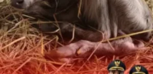 𝙆𝙀𝙇𝘼𝙃𝙄𝙍𝘼𝙉 𝙏𝙀𝙍𝙉𝘼𝙆 𝙐𝙋𝙏𝘿 𝙋𝙀𝙈𝘽𝙄𝘽𝙄𝙏𝘼𝙉