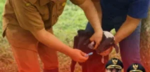 𝙋𝙀𝙇𝘼𝙔𝘼𝙉𝘼𝙉 𝙆𝙀𝙎𝙀𝙃𝘼𝙏𝘼𝙉 𝙃𝙀𝙒𝘼𝙉