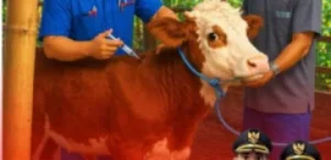 𝙋𝙀𝙇𝘼𝙔𝘼𝙉𝘼𝙉 𝙆𝙀𝙎𝙀𝙃𝘼𝙏𝘼𝙉 𝙃𝙀𝙒𝘼𝙉